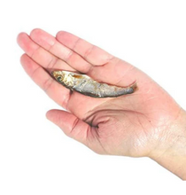 Load image into Gallery viewer, PLATO BALTIC SPRAT 3OZ
