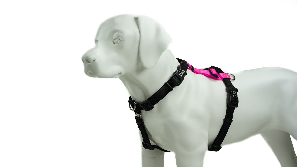 How to put a top hotsell paw harness on a dog